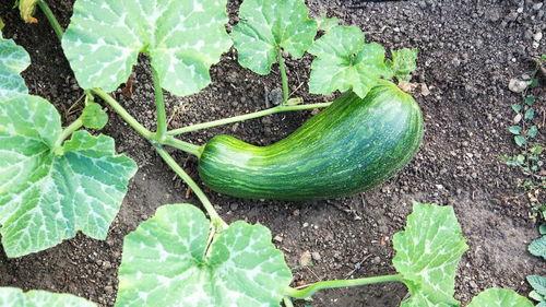 瓠瓜怎么吃能炒吃吗,家常美味新尝试