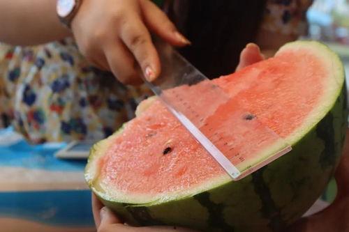 吃瓜直播吃贡菜,吃瓜群众围观吃贡菜，美食直播新潮流