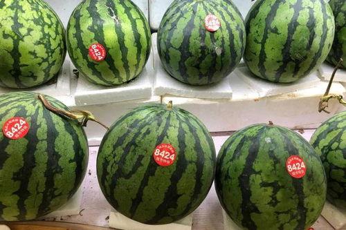 吃瓜51网免费吃瓜,免费畅享海量瓜子的秘密