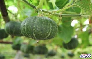 广州歌爵士吃瓜,一场别开生面的吃瓜盛宴