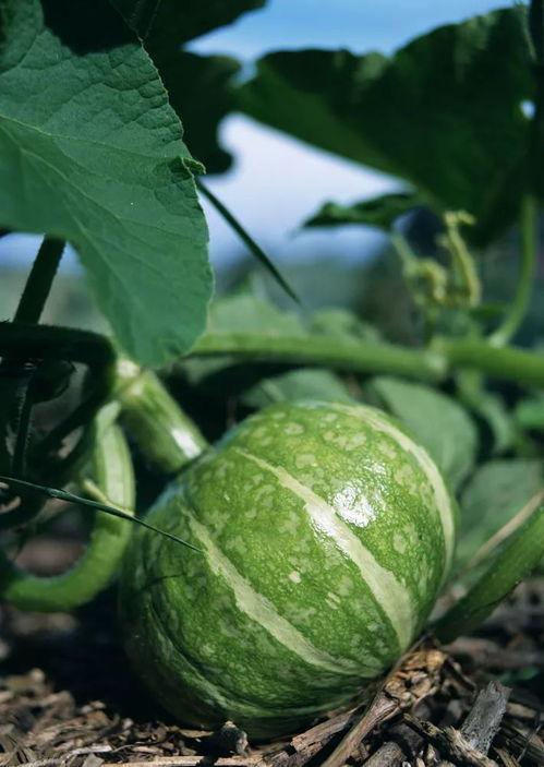 吃蔬菜小瓜过敏,揭秘过敏源与防护措施